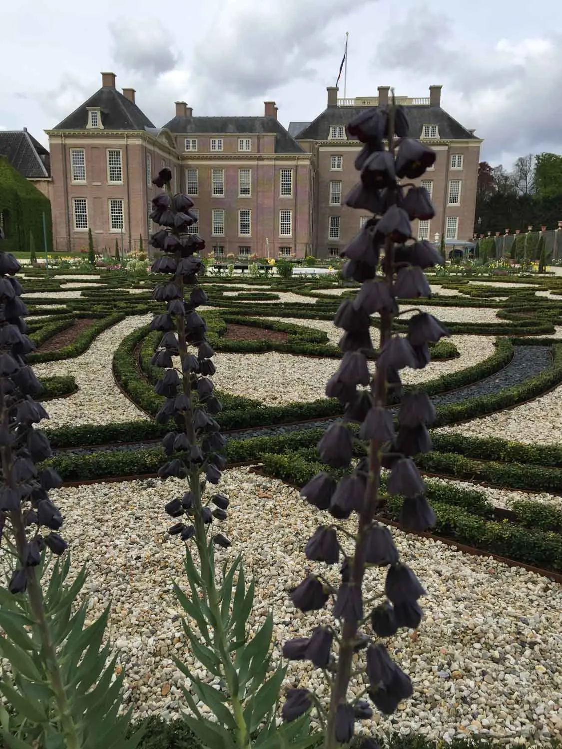 Donkerpaarse klokvormige bloemen voor een formele tuin met buxushagen en grind, met een groot baksteenpaleis op de achtergrond.